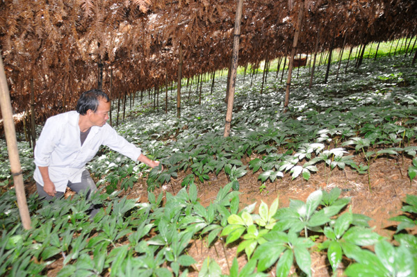 Tam Thất Việt cung cấp các sản phẩm hoa tam thất, nụ tam thất, củ tam thất chất lượng, uy tín nhất tại Tp. Hồ Chí Minh 01